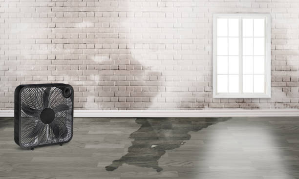 Best Ceiling water damage repair  in Otisville, NY